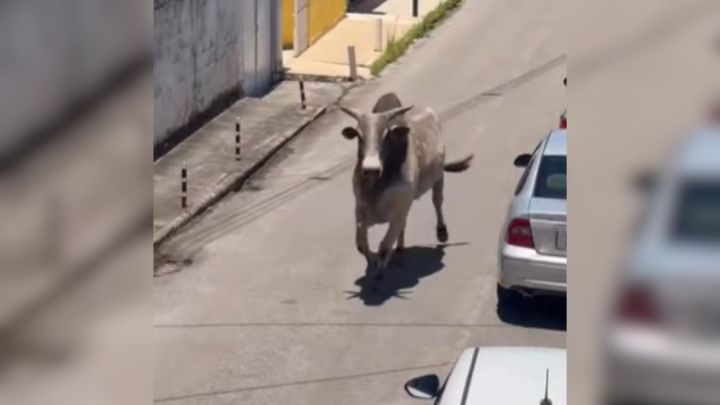 Boi solto provoca correria em bairro de Seropédica