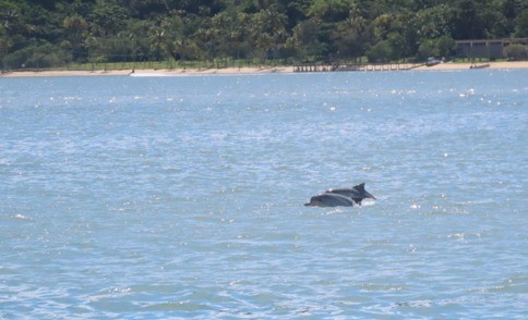 Avistamento de fauna em tempo real reforça a proteção da vida marinha