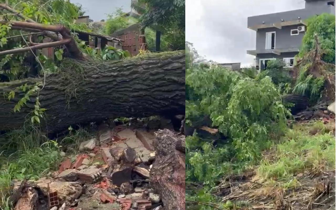Árvore cai durante temporal e destrói residência em Itaguaí